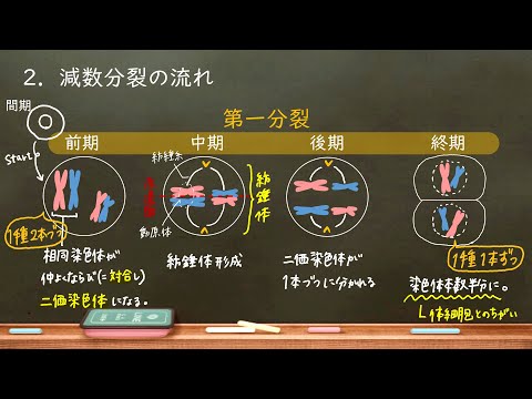 分裂組織について詳しく解説