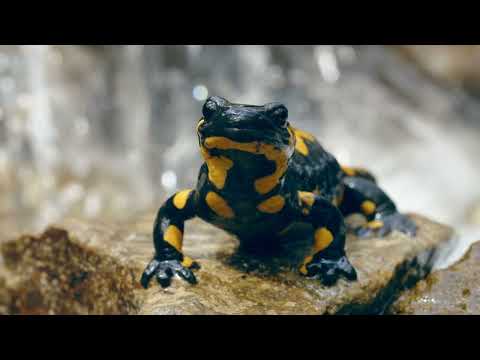 FIRE SALAMANDER ROCK WATER BLINKING 4K