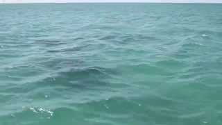preview picture of video 'Wild Free Dolphins Swimming with Boat Marathon Florida, Keys'