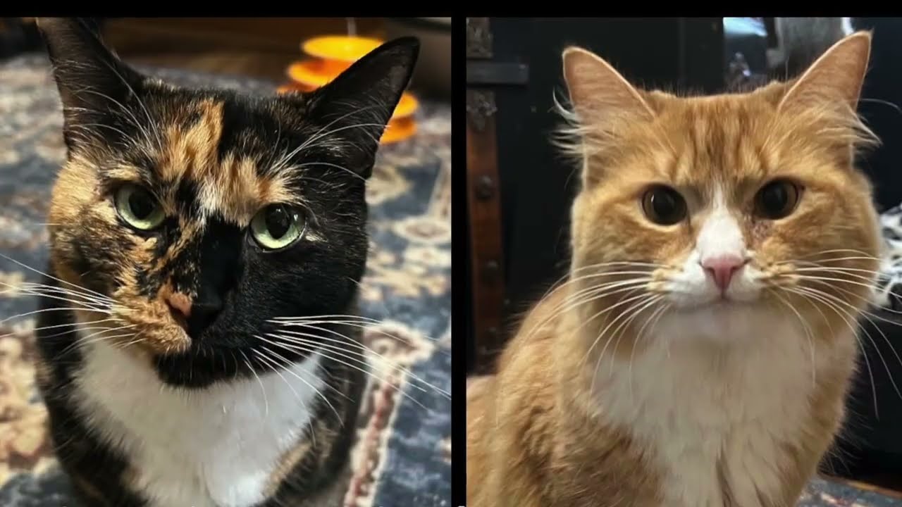 Enlarge Mya Selina & Zoey Tegen (they need an angel), a Adoptable mixed breed in New Milford, CT video 2/6