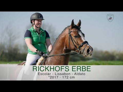 *** Rickhofs Erbe *** Deckhengst von Escolar x Lissabon x Aldato , *2017, 1,72m, WFFS frei