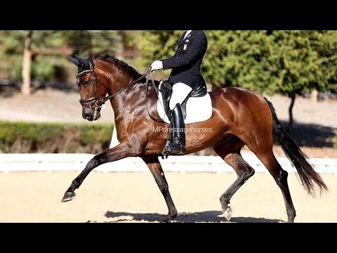 **SOLD** Spanish horse for Sale | FEI PSG Andalusian PRE Mare 2015 (#MP493)