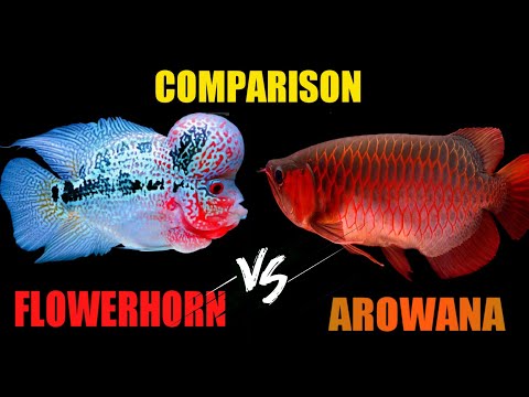FLOWERHORN vs AROWANA fish 🐟🐟 comparison in tamil
