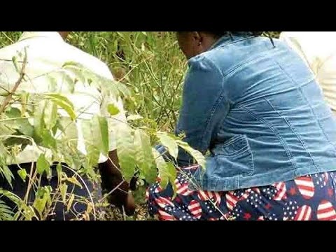 YIGA OKUSIKA ENFULI Enungi ( BASIKA BATYA ENFULI?) Okukyalira Ensiko