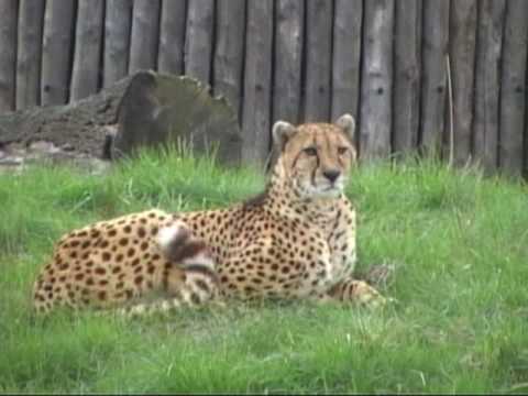 Cheetah in Zooparc Overloon