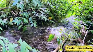 Download lagu Suara asli gemericik air di hutan & suara burung untuk membantu Anda menghilangkan stres. mp3 Download lagu Suara asli gemericik air di hutan & suara burung untuk membantu Anda menghilangkan stres. mp3