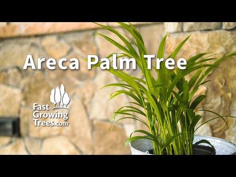 , title : 'Areca Palm Tree | FastGrowingTrees.com'