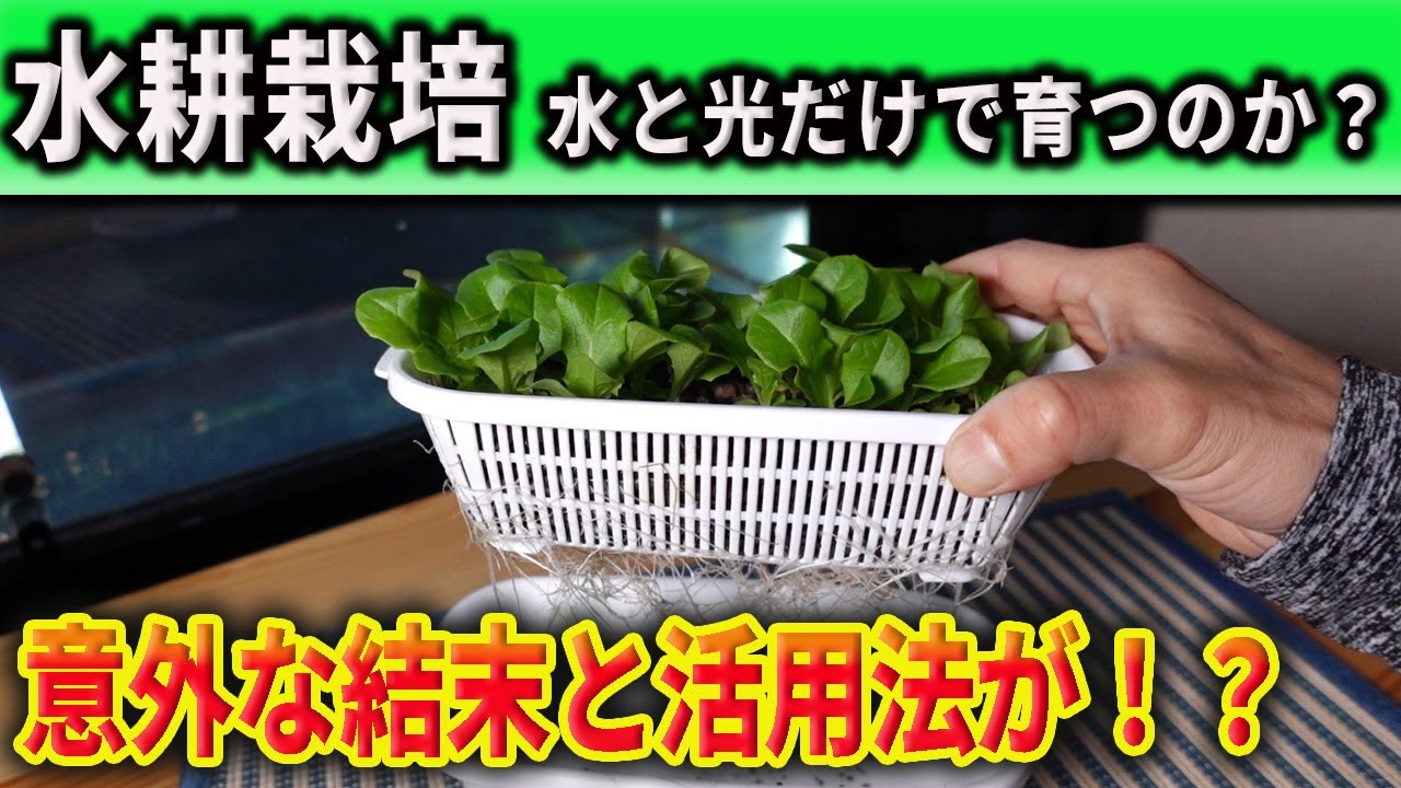 【水耕栽培大学】水と光だけで野菜って育つんですか？？やってみよう！！/Is it possible to grow vegetables with just water and sunlight?