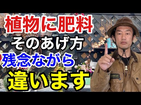 thuja を肥料にする: この方法で生垣に最適な肥料が供給されます。 植物