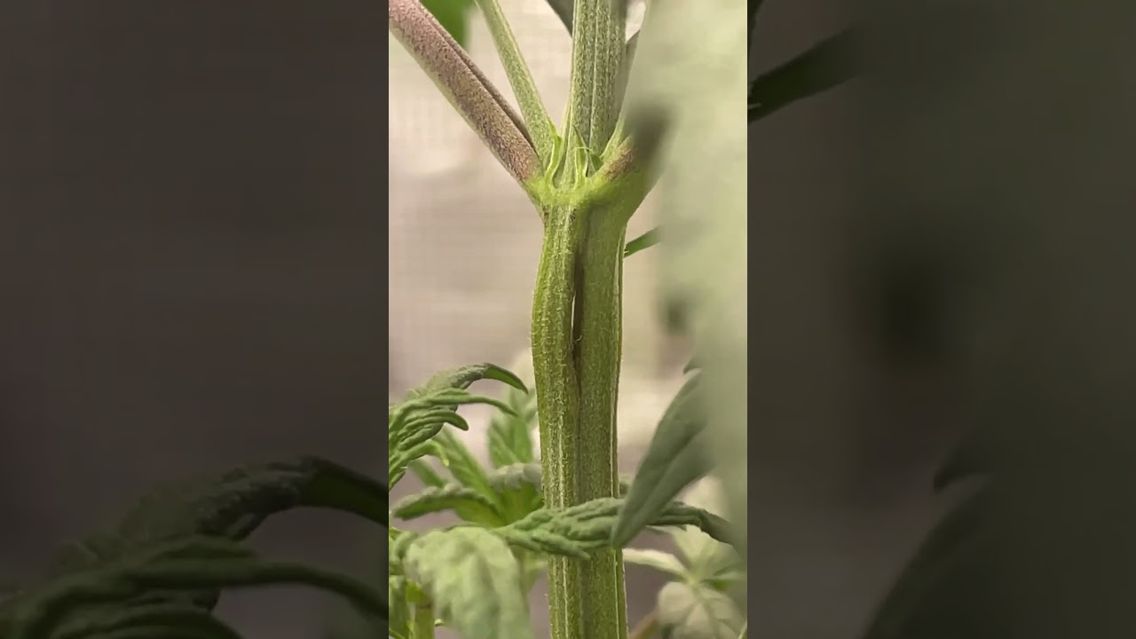 Super Cropping | Plant Training | The ol Double Snap #shorts