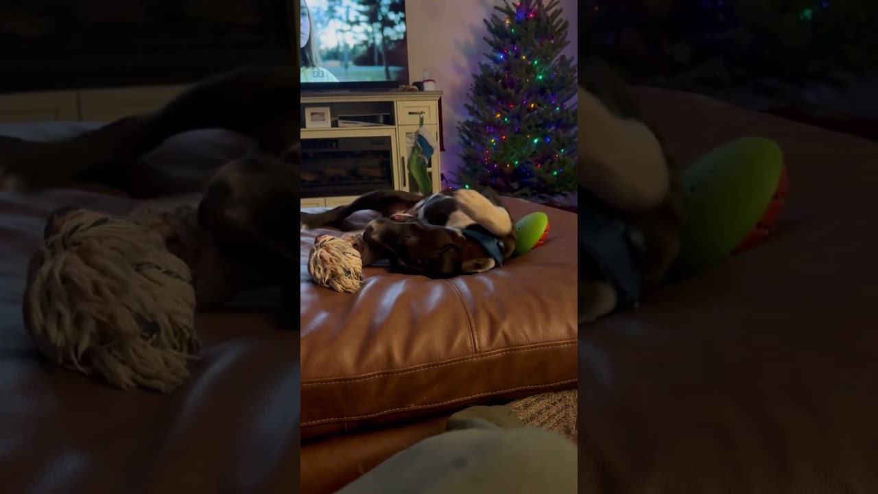 Enlarge Tugboat, a ADOPTABLE mixed breed in Olympia, WA video 4/6