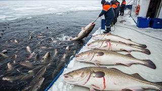 Pesca de Inverno em Escala Insana ❄️ Milhares de Toneladas de Frutos do Mar Capturadas por Dia