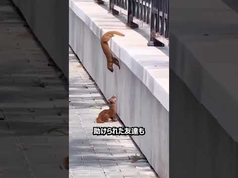 友達を助けて目的地へ向かうすごいイタチ