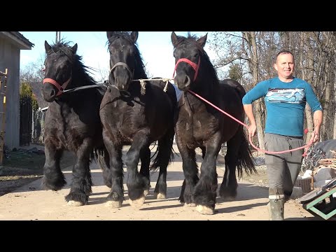 Caii lui Gabi Pantis de la Valea Mare de Cris, Bihor - 2025 Nou!!!