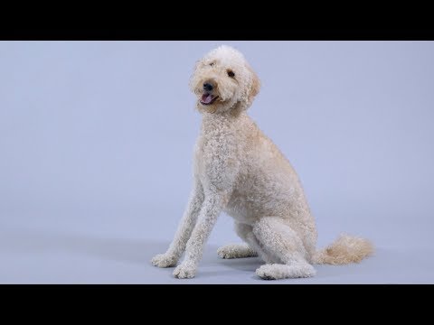 Royal Canin Dog Food | Chewy