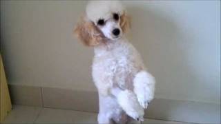 Walaoeh TV - Nikki Toy Poodle gets Free Hair Cut