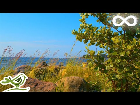 Kesä: Calm Instrumental Music & Summer Sunshine