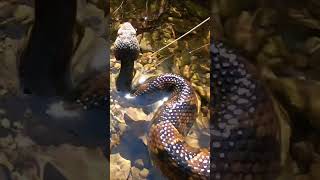 Download lagu The SNAKES are still in the creek! #dangeroussnakes #fishcreek #fishing #cottonmouth mp3 Download lagu The SNAKES are still in the creek! #dangeroussnakes #fishcreek #fishing #cottonmouth mp3