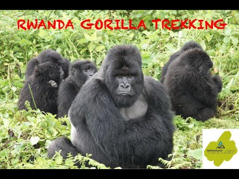 Rwanda Gorilla Trekking-June 2025   4K