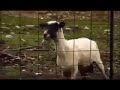 Continuous Screaming Goat For 1 Hour So Relaxing