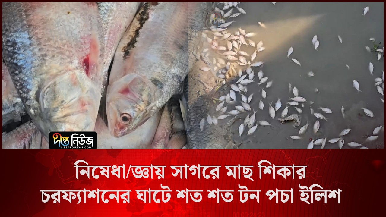 নিষেধা/জ্ঞায় সাগরে মাছ শিকার, চরফ্যাশনের ঘাটে শত শত টন পচা ইলিশ l Hilsa Fishing l Deepto News