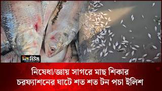 নিষেধা/জ্ঞায় সাগরে মাছ শিকার, চরফ্যাশনের ঘাটে শত শত টন পচা ইলিশ l Hilsa Fishing l Deepto News