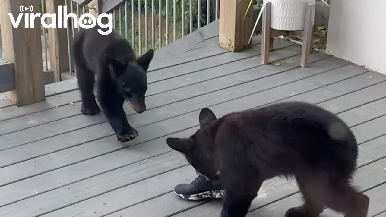 Mama Bear with her Wrestling Baby Cubs || ViralHog