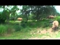 Kilimanjaro Safaris Disney S Animal Kingdom Final Part