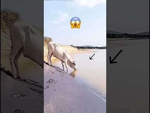 #cow #animals #camel #comedy #memes #art #اكسبلور #كامري #ترند #محركات #automobile #asmr #animals