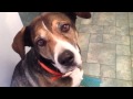 Whispering Dog