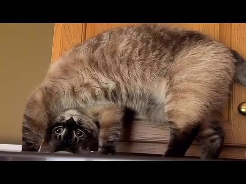 Les chats : totalement fous et bizarrement imprévisibles