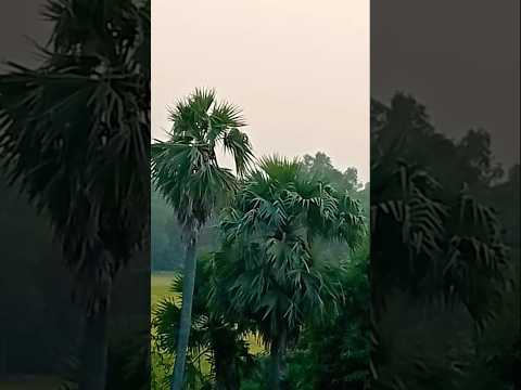 Mera Gaon|Mera Garv|Mitti