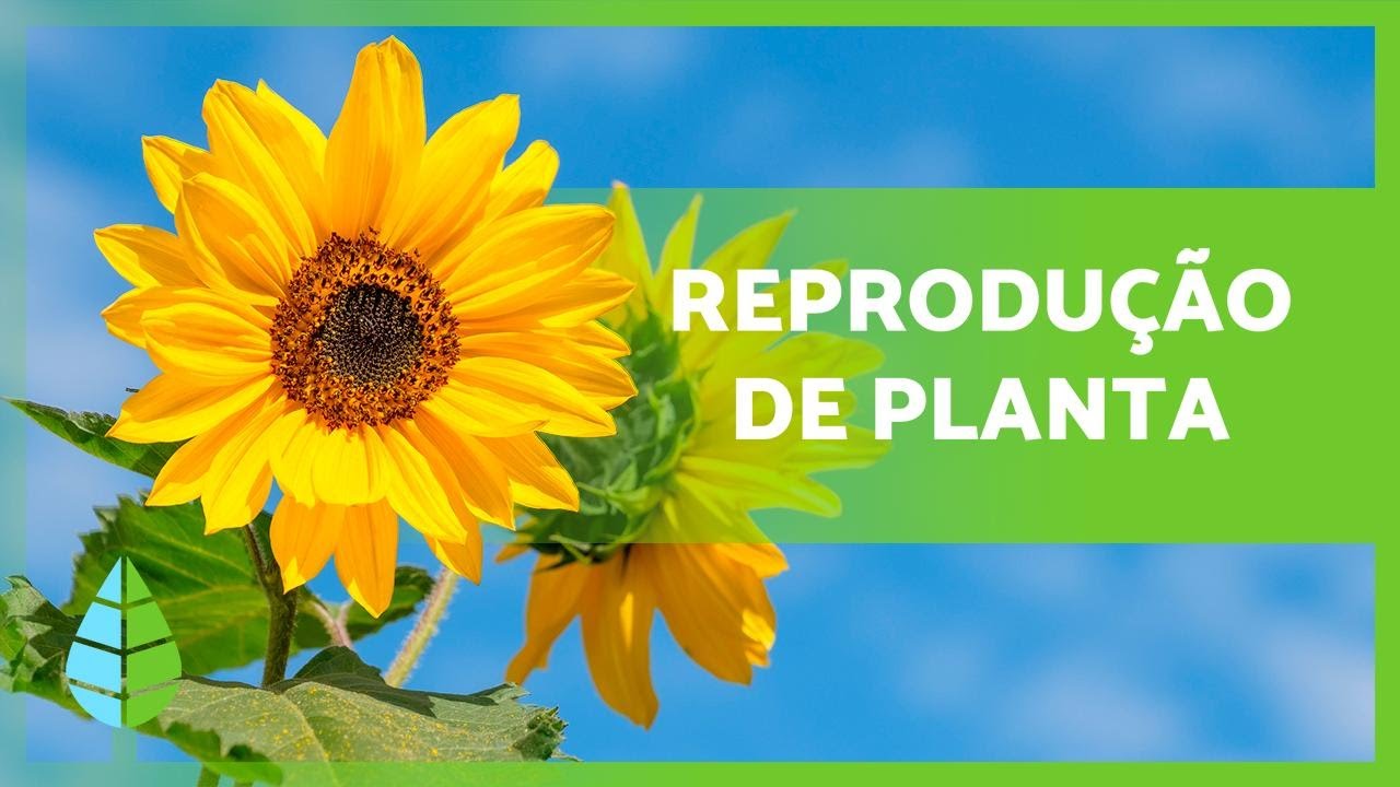 REPRODUÇÃO das PLANTAS 🌱 (Sexuada, Assexuada, com e sem flores)