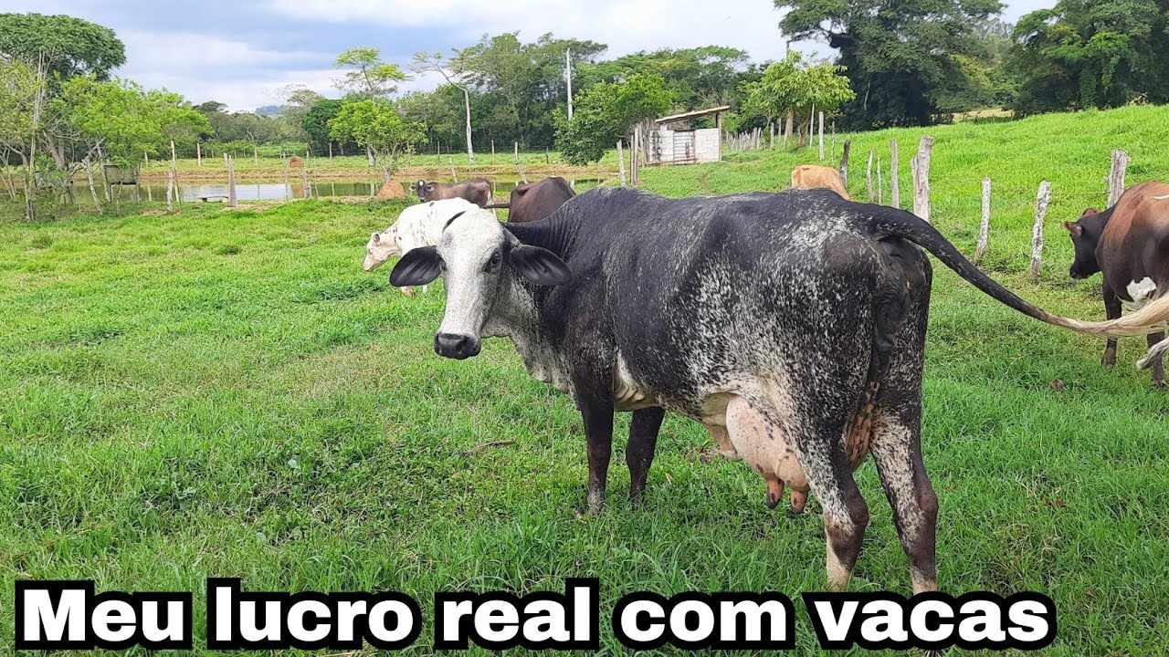 REVELEI meu lucro com 10 vacas de leite nesse sistema barato demais e lucrativo .