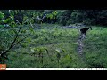 Okapi Walking Through Clearing
