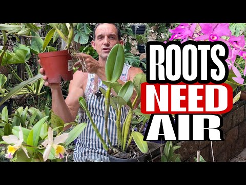 Why Cattleya Orchids Grow Out of the Pot (It’s Not What You Think)