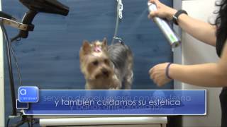 CLINICA VETERINARIA SAN FERNANDO