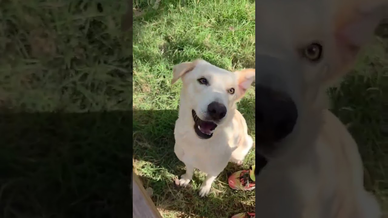 Blanca video