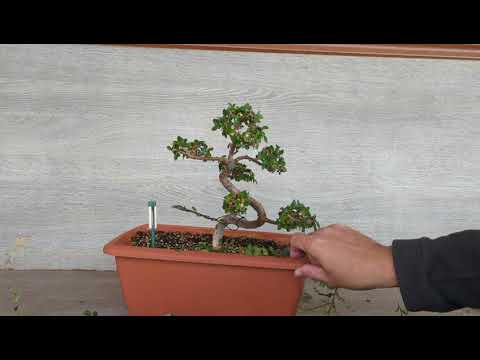 Chinesische Ulme (Ulmus parvifolia) schneiden mit Zeitraffer 2022 (Über 1 Jahr nichts gemacht)