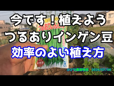 なぜ庭でランナーインゲンを栽培するのでしょうか？この食用および観賞用の植物についてすべてを知る  庭園