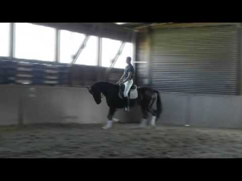 v  Laurentio x Donnerhall 2008, Sportpferde Stolze