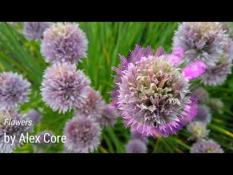 Alex Core - Flowers