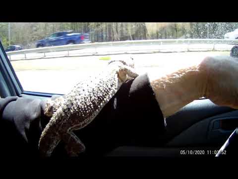 2020 0510 110032 001 on way to cricket