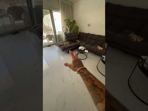 We love the kuchi kuchi 🙌🐄🐃🤩#shorts #funny