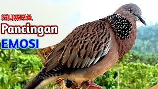 Download lagu The Sound of Turtledove Birds Attracts Gacor to Encourage Emotions to Make Sounds mp3