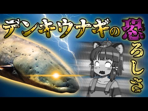 デンキウナギについて詳しく解説