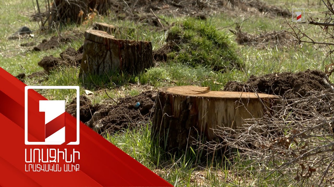 Բուսաբանական այգու հատված ծառերը կենսունակ չէին, պնդում են մասնագետները.հարուցվել է վարչական վարույթ