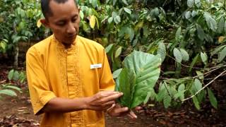 preview picture of video 'coffee-plantation @mesastila, Magelang, Center of Java, Indonesia'