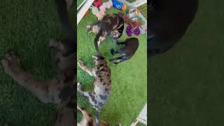 Video preview image #1 Catahoula Leopard Dog-Unknown Mix Puppy For Sale in Sanford, FL, USA