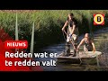 Vissen verhuisd naar ander water om ze te redden van de droogte | Omroep Brabant